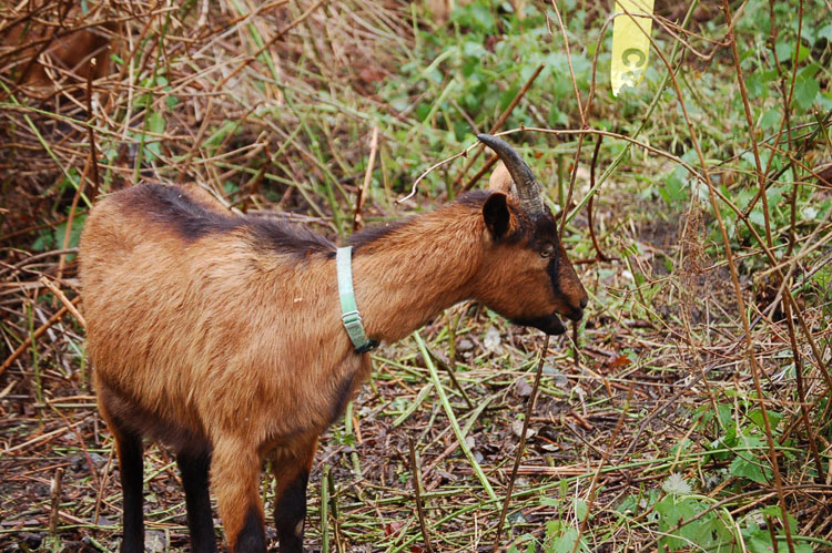 goats and jeffy062
