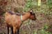 goats and jeffy062